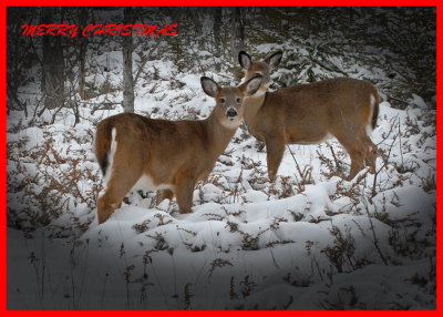 20091210 137 White-tailed Deer.jpg