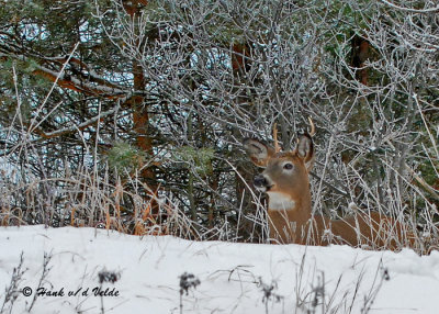 20091214 053 White-tailed Deer SERIES.jpg