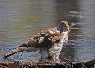 20090415 069 Coopers hawk (F) juv.jpg