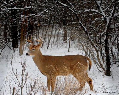 20091215 085 White-tailed Dear.jpg