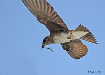 20090718 297 Purple Martin.jpg