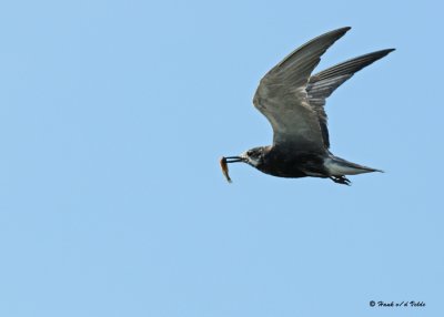 20090710 029 Black Tern.jpg