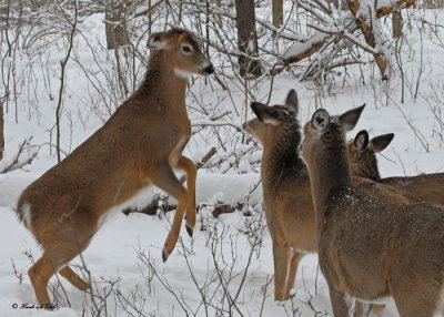 20100102 029 White-tailed Deer SERIES.jpg