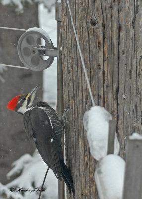 20100101 005 Pileated Woodpecker SERIES.jpg