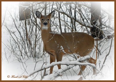 20100102 039 White-tailed Deer SERIES.jpg