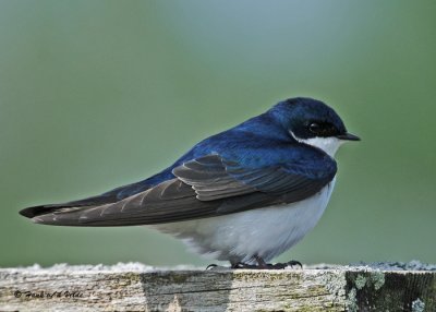 20090508 181 Tree Swallow SERIES.jpg