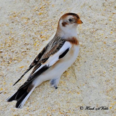 20100106 153 Snow Bunting SERIES.jpg