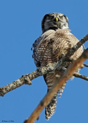 20081208 368 Northern Hawk Owl.jpg