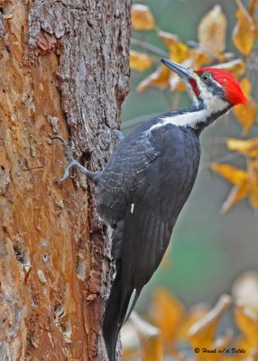 20091106 977 Pileated Woodpecker.jpg