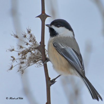 20100110 005 Chickadee.jpg