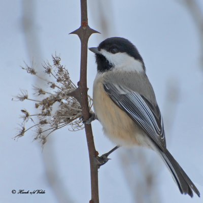 20100110 005 Chickadee.jpg