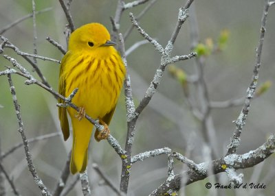 20090501 176 Yellow Warbler.jpg