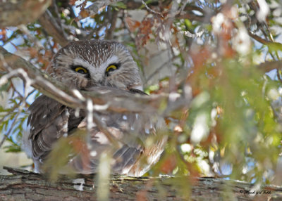 20100121 058 Northern Saw-whet Owl.jpg