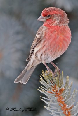 20100127 301 House Finch (M).jpg