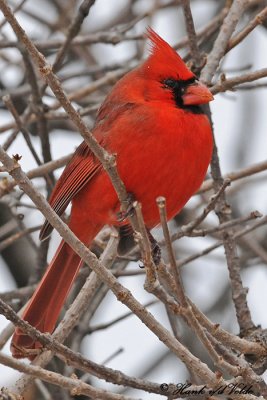 20100126 130 Northern Cardinal (M) SERIES.jpg