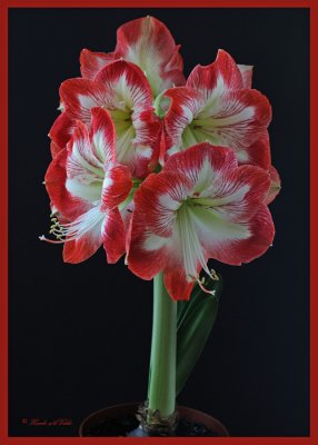 20100122 095  Amaryllis.jpg