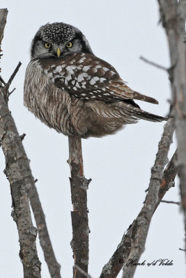 20100204 025 Northern Hawk Owl.jpg