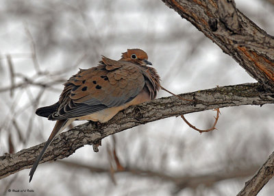 20071205 095 Mourning Dove.jpg