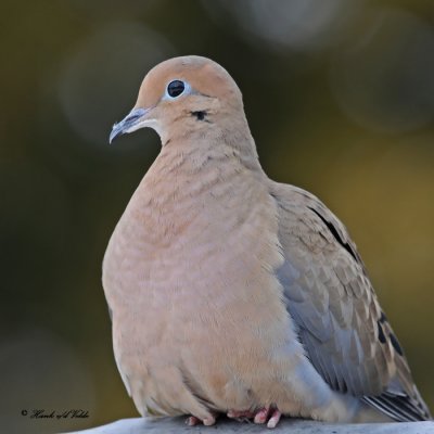 20100126 074 Mourning Dove xxx.jpg