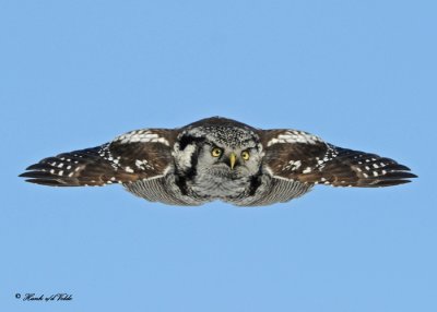 20100209 252 Northern Hawk Owl SERIES.jpg