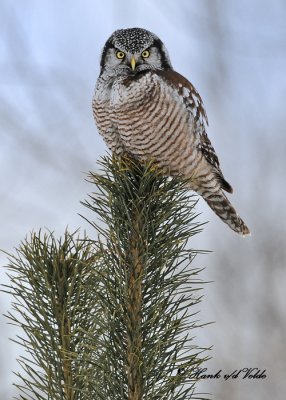20100204 083 Northern Hawk Owl.jpg