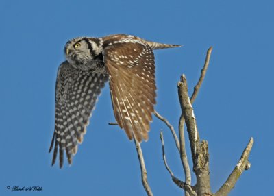 20100209 125 Northern Hawk Owl.jpg