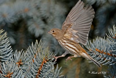 20100202 045 House Finch(F).jpg