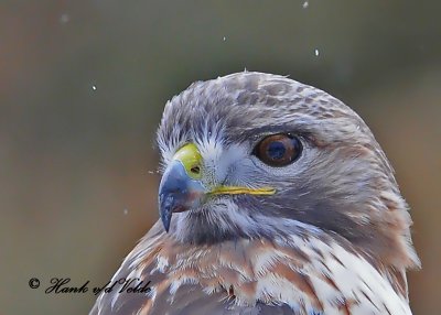 20100210 1065 Red-tailed Hawk4.jpg