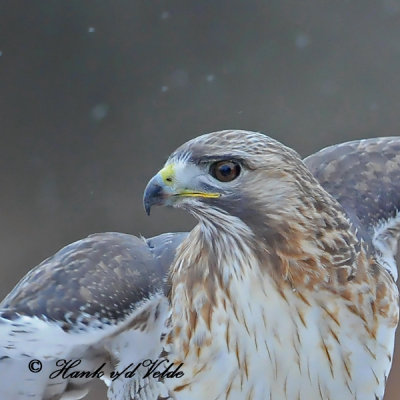 20100210 731 Red-tailed Hawk.jpg