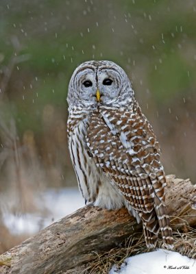 20100210 544 Barred Owl.jpg