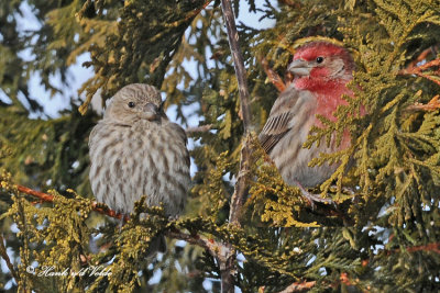 20100202 276 House Finches.jpg