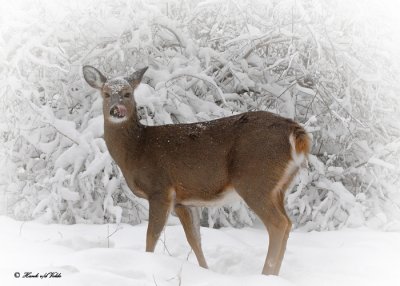 20100102 118 White-tailed Deer.jpg