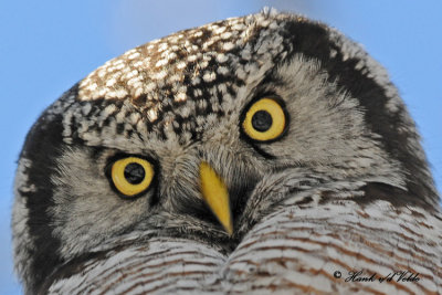 20100304 262 Northern Hawk Owl.jpg