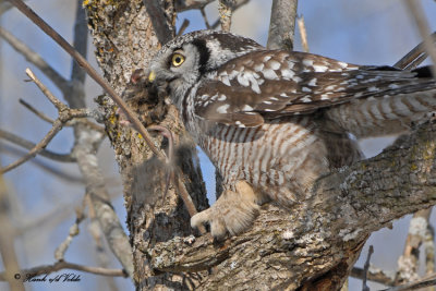 20100222 301 Northern Hawk Owl SERIES.jpg