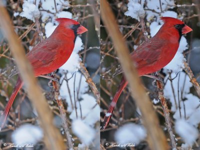 20100224 253 254 Northern Cardinal xxx.jpg