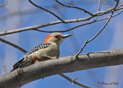 20100308 077 Red-bellied Woodpecker (F).jpg
