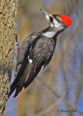 20100308 114 Pileated Woodpecker (F).jpg