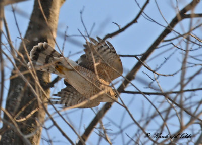 20100307 062 Cooper's Hawk SERIES.jpg