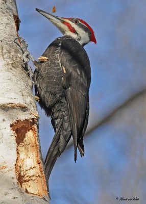 20100310 093 Pileated Woodpecker (M).jpg