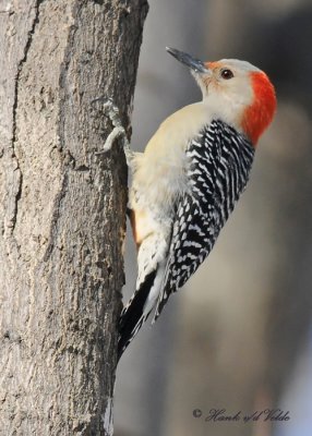 20100308 093 Red-bellied Woodpecker SERIES.jpg