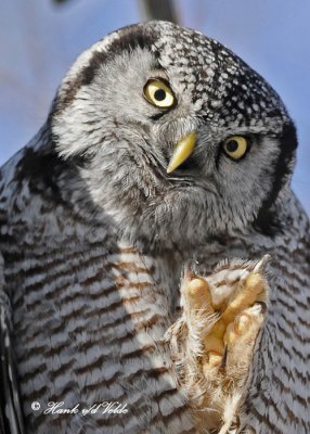 20100304 439 Northern Hawk Owl.jpg