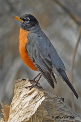 20100327 073 American Robin NX2-2c.jpg