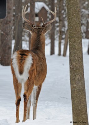20081218 058 White-tailed Deer SERIES.jpg