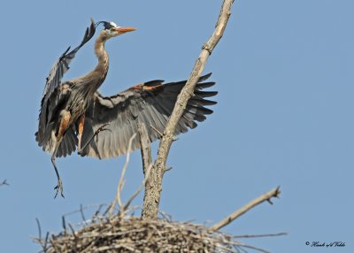 20100401 255 Great Blue Heron SERIES.jpg