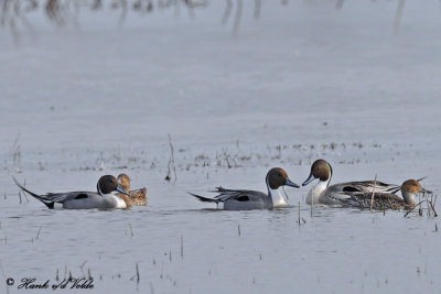 20100403 551 Northern Pintails.jpg