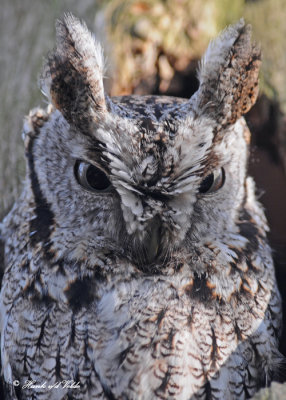 20100419 357 Eastern Screech Owl.jpg
