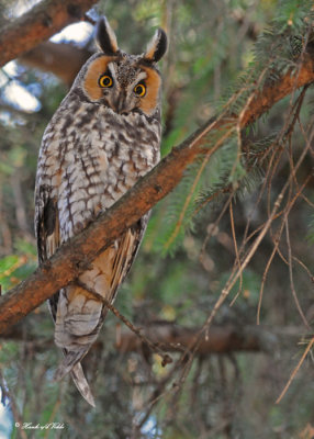 20100419 588 Long-eared Owl.jpg