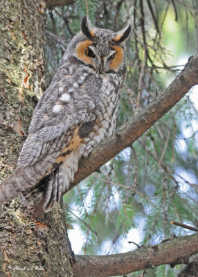 20100421 468 Long-eared Owl.jpg