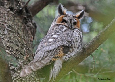 20100421 560 Long-eared Owl SERIES.jpg
