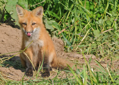 20090626 111 Red Fox Pup SERIES.jpg